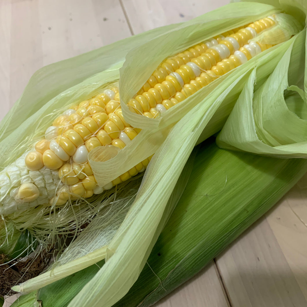 Sweet Bi Color Corn